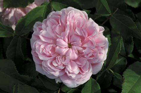 rose jacque cartier|jacques cartier rose origin.